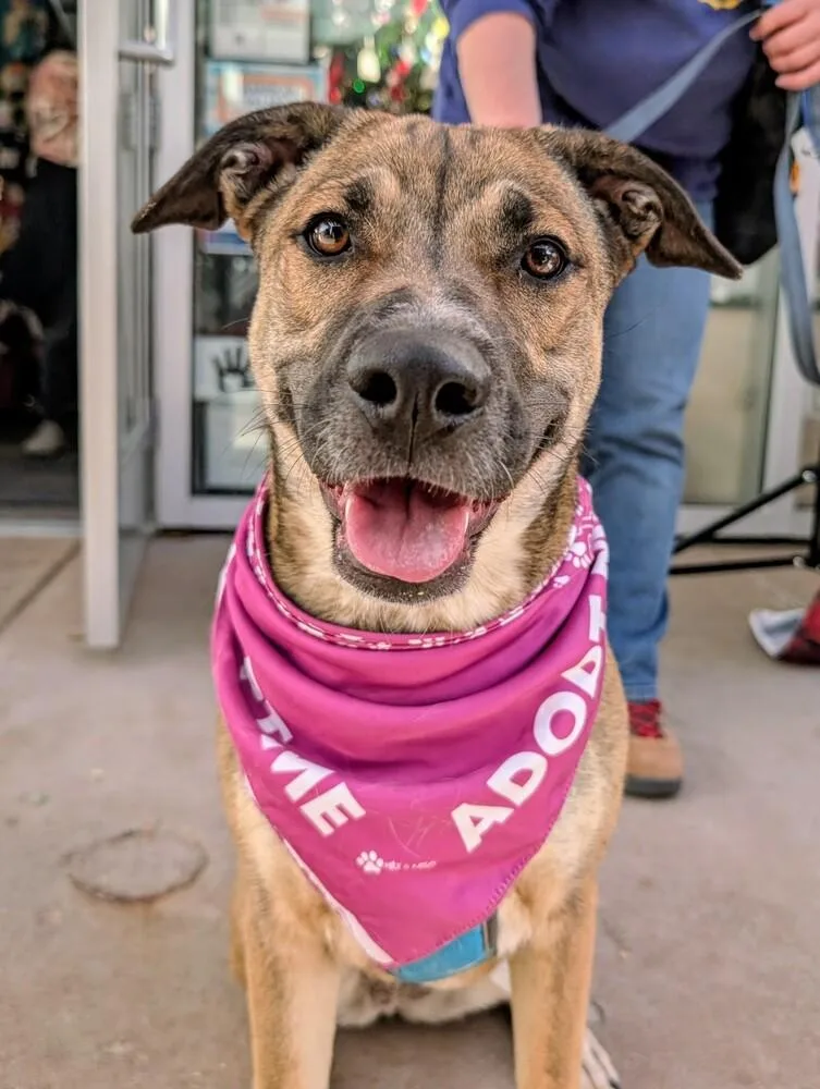 Willow From The East