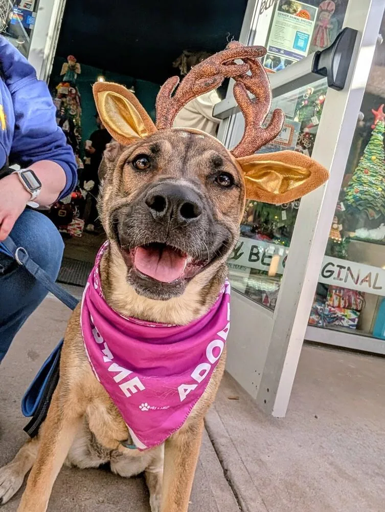 Willow From The East thumbnail 2