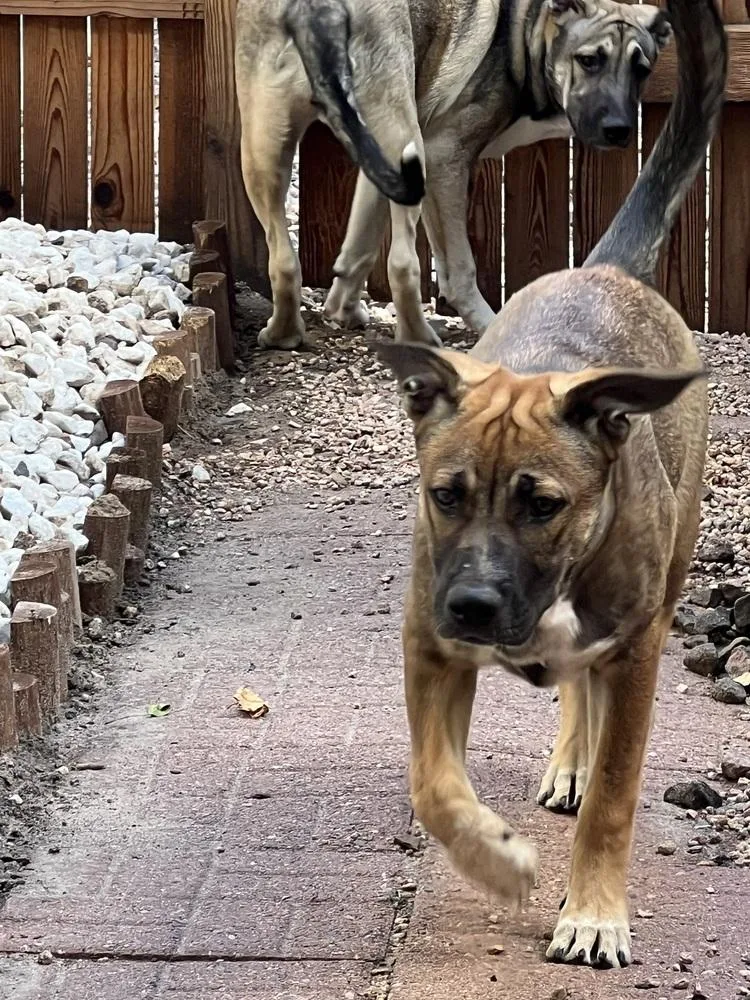 Willow From The East thumbnail 3