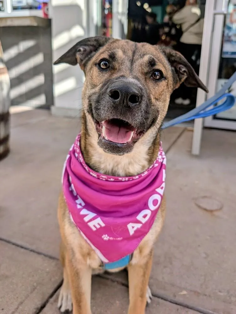 Willow From The East thumbnail 4