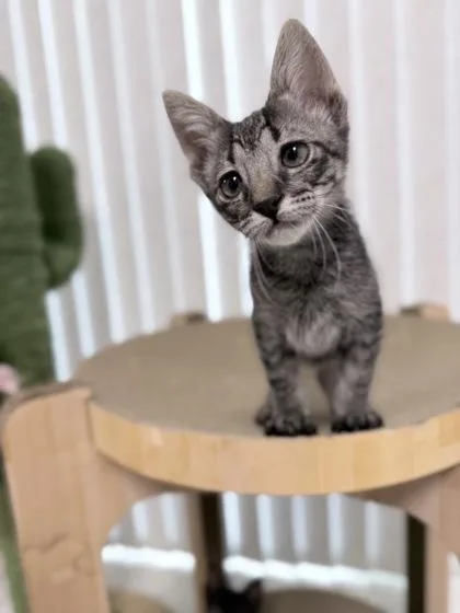 A baby small-sized male Domestic Short Hair cat named Tiramisu for adoption in Honolulu, HI