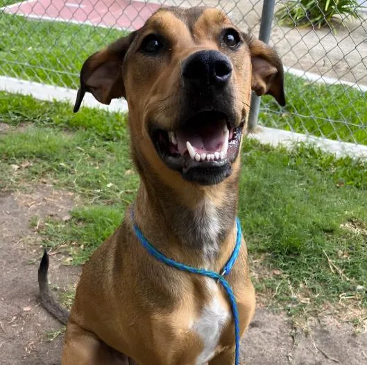 A young medium-sized female Tricolor (Brown, Black, & White) Shepherd dog named ZoEy for adoption in Naperville, IL