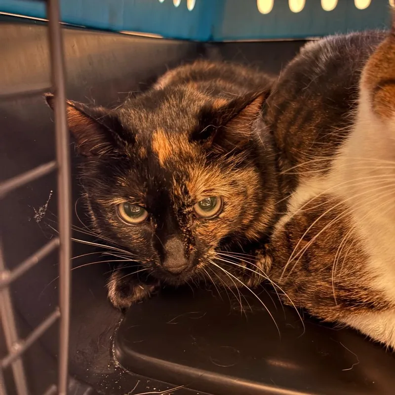 An adult medium-sized female Tortoiseshell Domestic Short Hair cat named Dora for adoption in Hamburg, NY