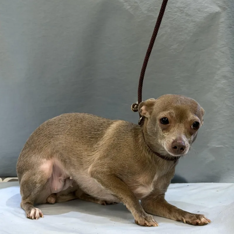 An adult small-sized female Chihuahua dog named Bella Lou for adoption in Maynardville, TN