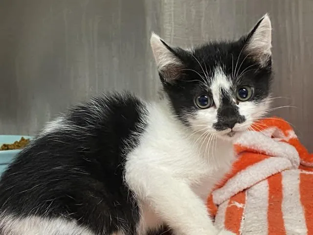 A baby small-sized male Domestic Short Hair cat named Mermaid Man for adoption in Tustin, CA
