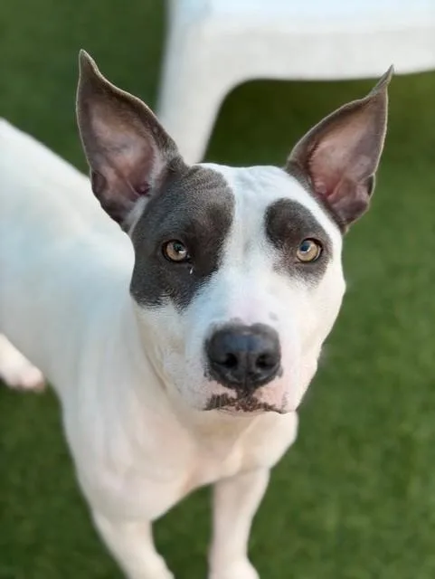 Nova