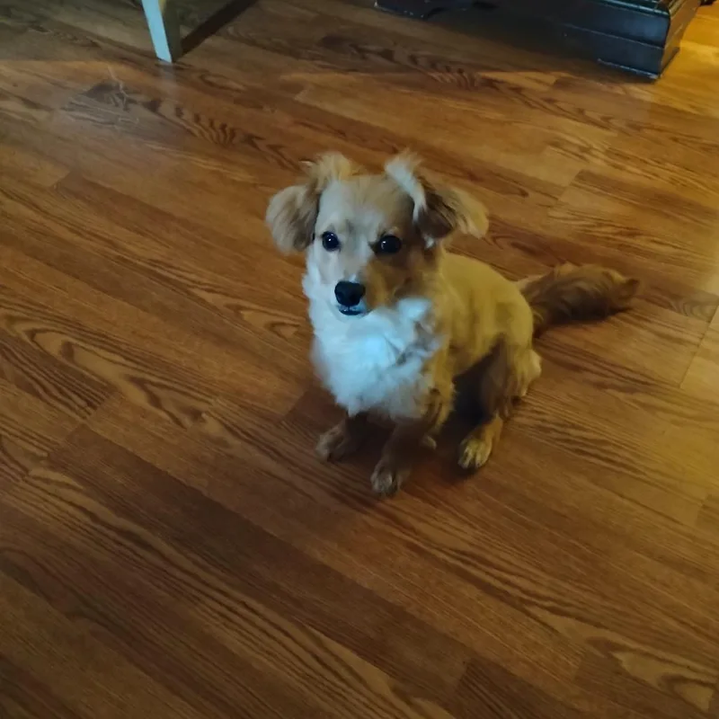 An adult small-sized male Apricot / Beige Pomeranian dog named Bruno for adoption in Lynchburg, VA