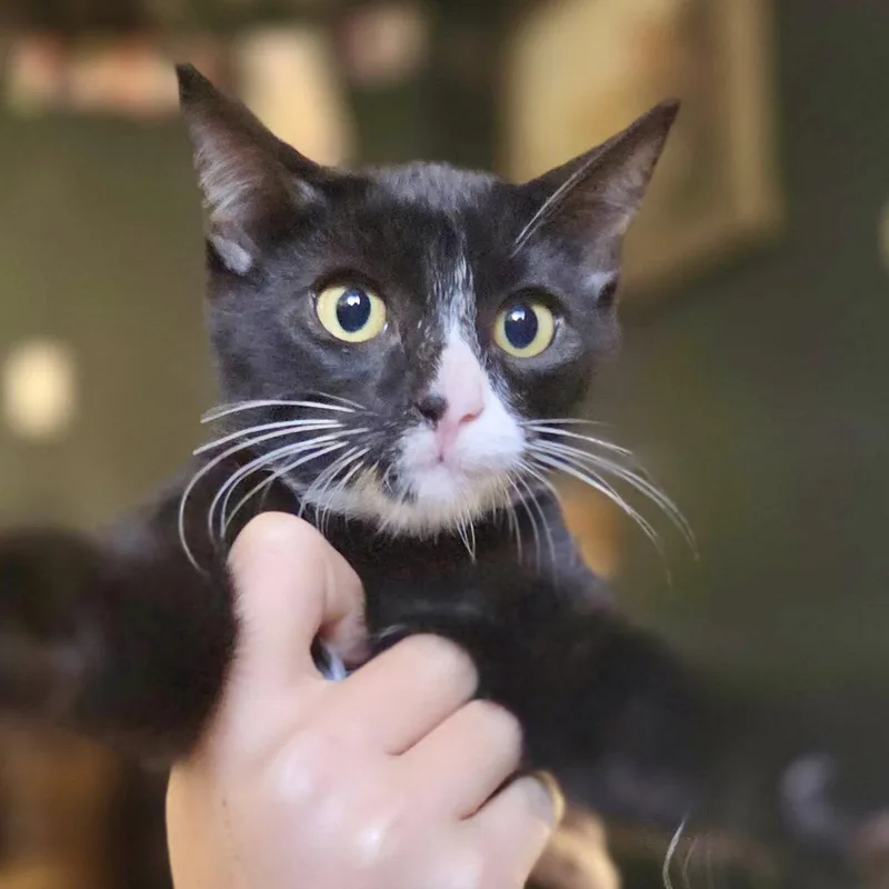 A baby medium-sized male Domestic Short Hair cat named Hp for adoption in Sonora, CA