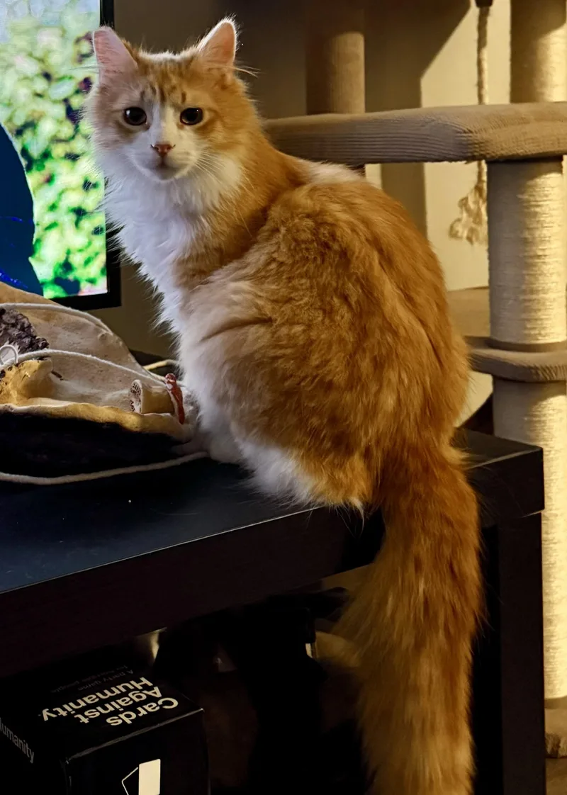 A young medium-sized male Orange & White Domestic Medium Hair cat named O.b. for adoption in Silverton, OR