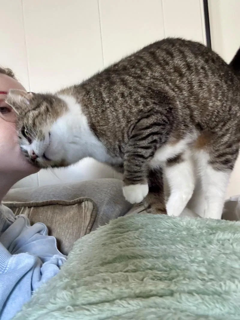 A young medium-sized female Tabby (Tiger Striped) Domestic Short Hair cat named Sue for adoption in Colmar, PA