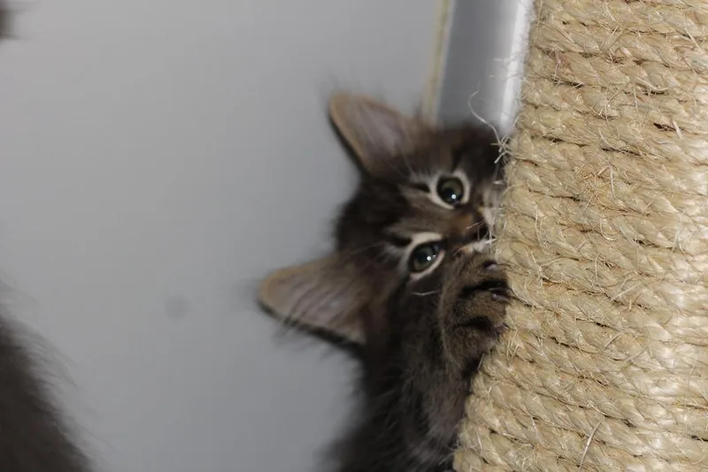 A baby small-sized male Domestic Medium Hair cat named Beau for adoption in Rockford, IL