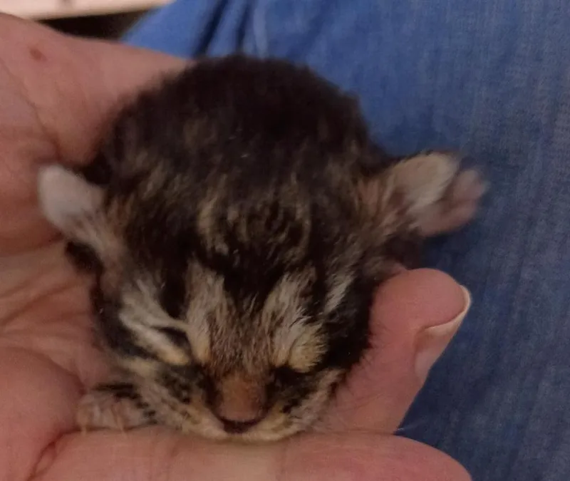 Beau thumbnail 2
