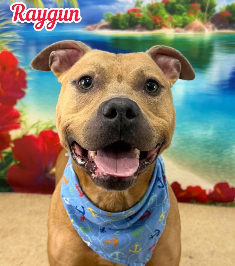 An adult medium-sized male Yellow / Tan / Blond / Fawn Mixed Breed dog named Raygun for adoption in Flint, MI