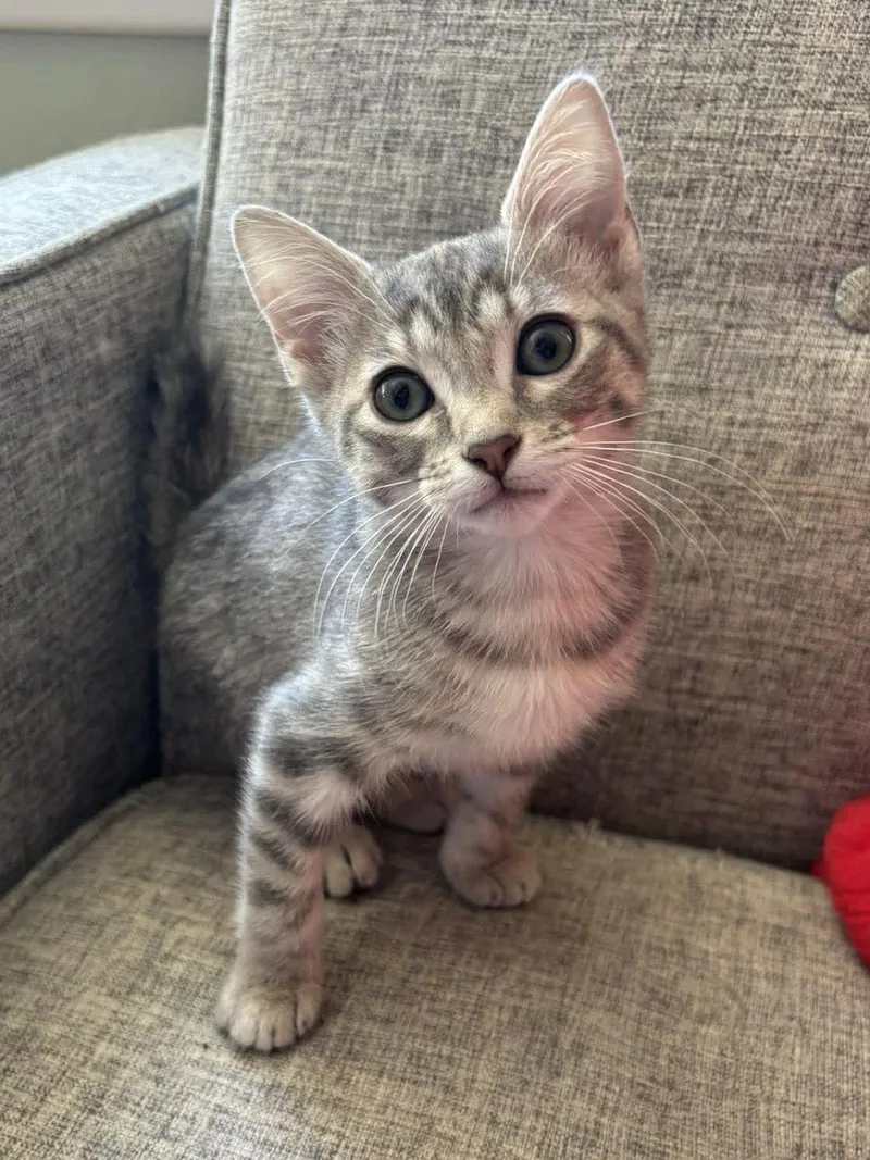 A baby medium-sized female Domestic Short Hair cat named Kylee for adoption in Crystal, MN