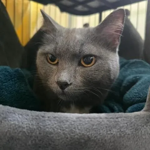 An adult medium-sized male Gray / Blue / Silver Domestic Short Hair cat named Tiernan for adoption in Winthrop, ME