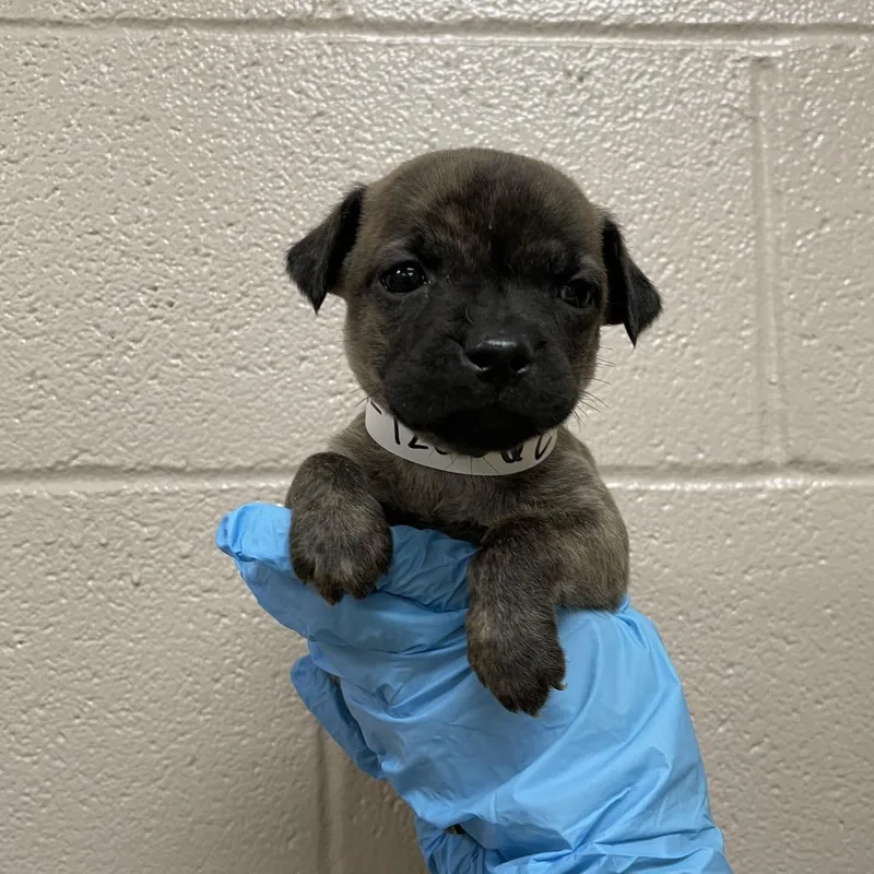 A baby small-sized female Brindle Mastiff dog named Invisible for adoption in Birmingham, AL