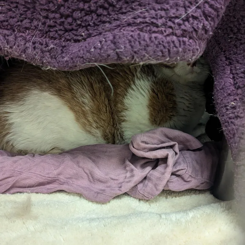 A senior extra large-sized male Orange / Red Domestic Short Hair cat named Shrimp Cocktail for adoption in Charlottesville, VA