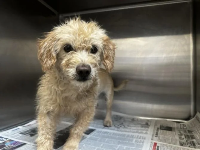 An adult small-sized male Mixed Breed dog named Hugo for adoption in Los Angeles, CA