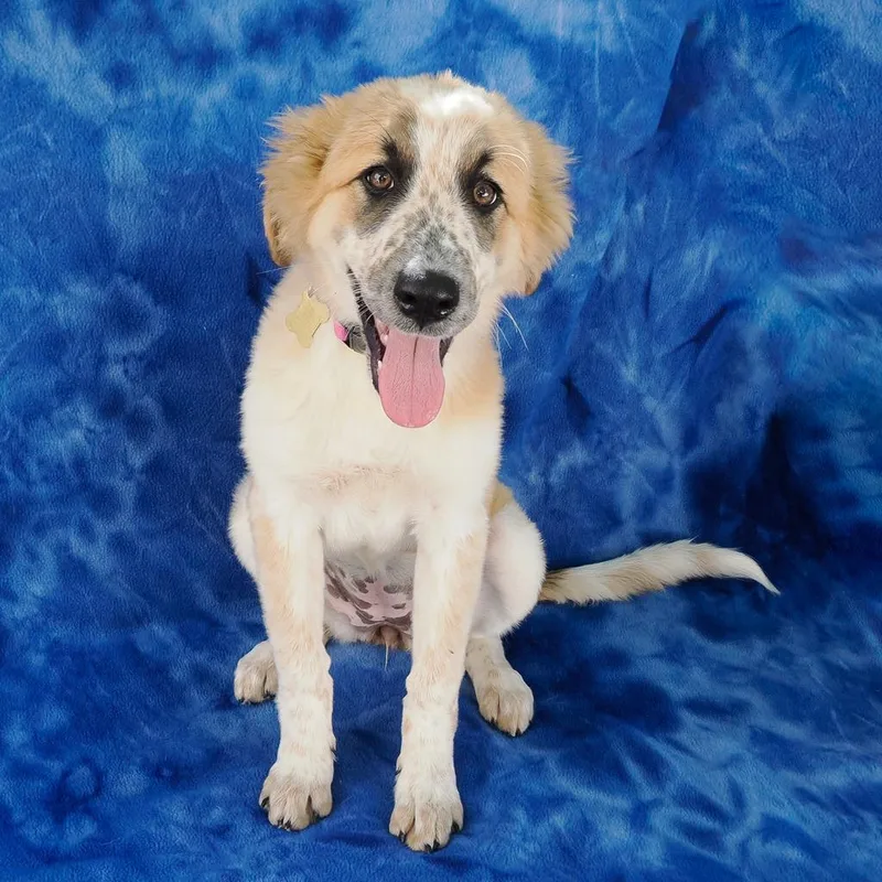 A baby large-sized female Yellow / Tan / Blond / Fawn Anatolian Shepherd dog named Ladybug for adoption in Point Richmond, CA