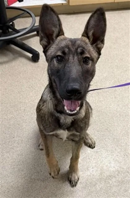 A young small-sized female German Shepherd Dog dog named Xena for adoption in Riverside, CA