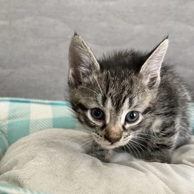 A baby small-sized female Brown / Chocolate Domestic Short Hair cat named Katrina Katherine for adoption in Woodbridge, VA