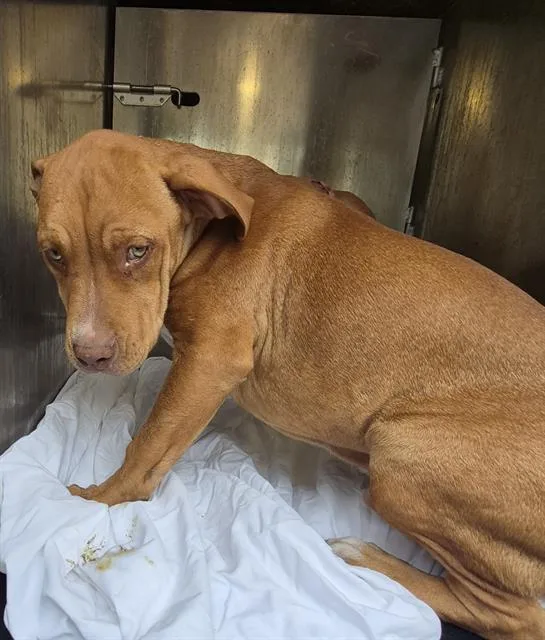 A young medium-sized male Labrador Retriever dog named Harlem for adoption in San Antonio, TX