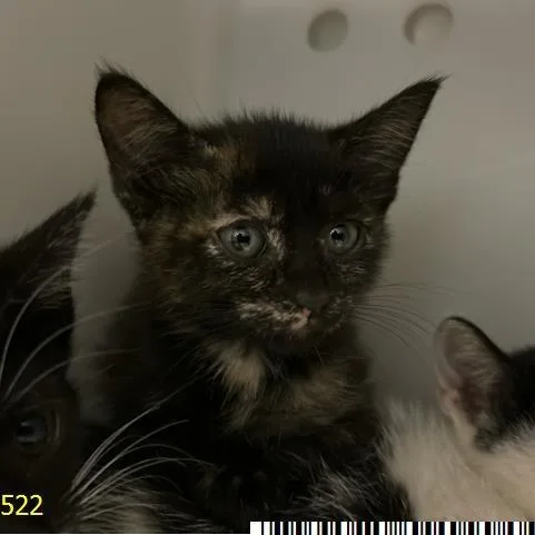 A baby small-sized female Tortoiseshell Domestic Short Hair cat named Georgette for adoption in West Palm Beach, FL