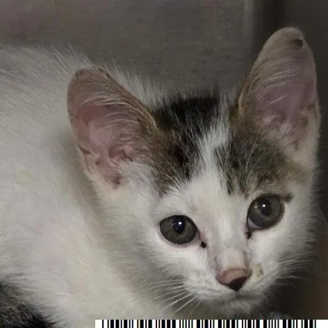A baby small-sized male White Domestic Short Hair cat named Wiggins for adoption in West Palm Beach, FL