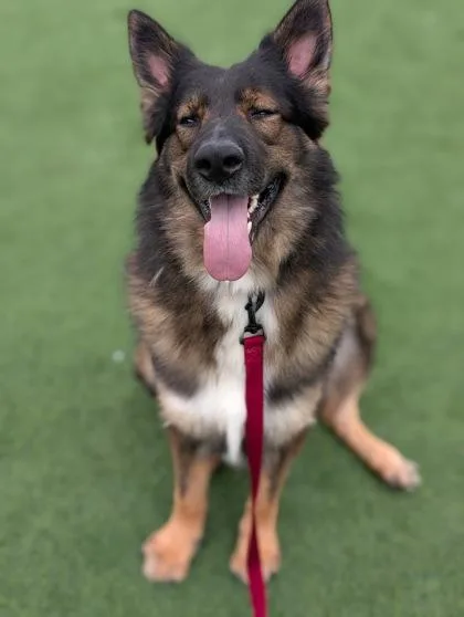 An adult large-sized male Mixed Breed dog named Raiden for adoption in Westbrook, ME