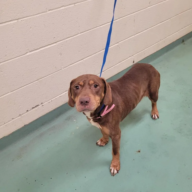 An adult medium-sized female Brown / Chocolate Mixed Breed dog named Michelle B for adoption in Memphis, TN