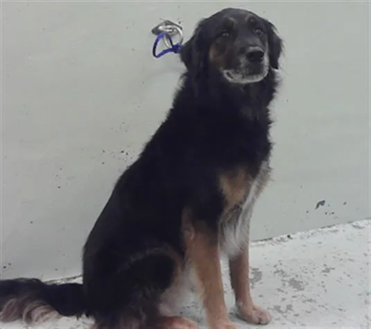 An adult large-sized male German Shepherd Dog dog named Axel for adoption in Houston, TX