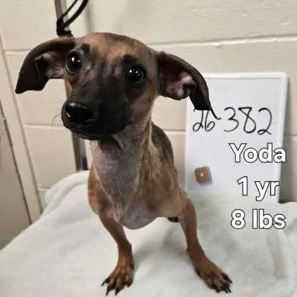 A young small-sized male Chihuahua dog named Chewie for adoption in Elk Grove Village, IL