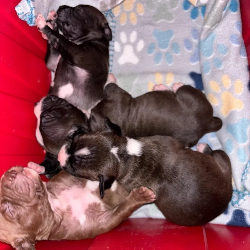 A baby large-sized male Black Pit Bull Terrier dog named Monkey for adoption in Monroe, MI