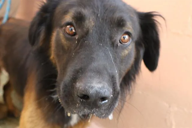 An adult large-sized male Mixed Breed dog named Alden for adoption in Columbia, SC