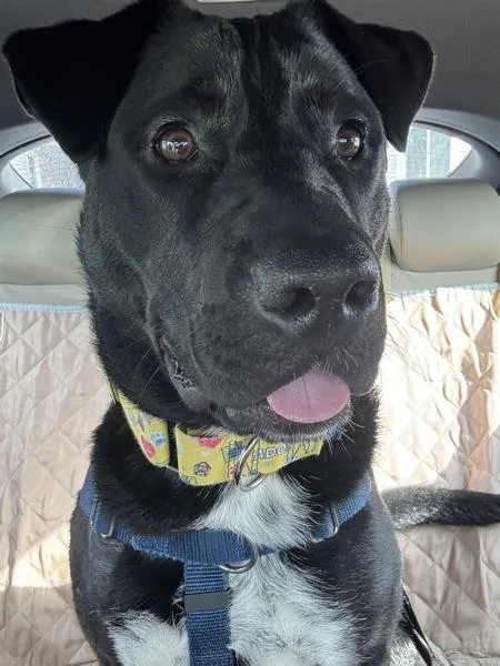 A young large-sized male Labrador Retriever dog named Ace for adoption in Skillman, NJ