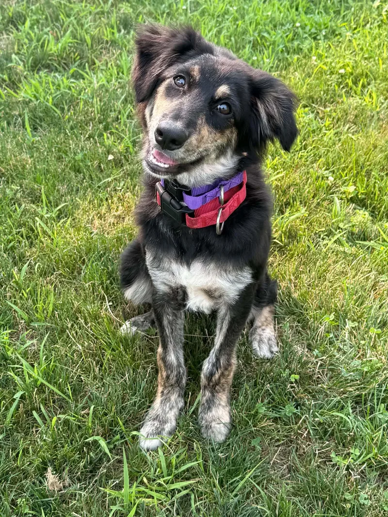 A baby medium-sized female Shepherd dog named Izzie for adoption in Billerica, MA