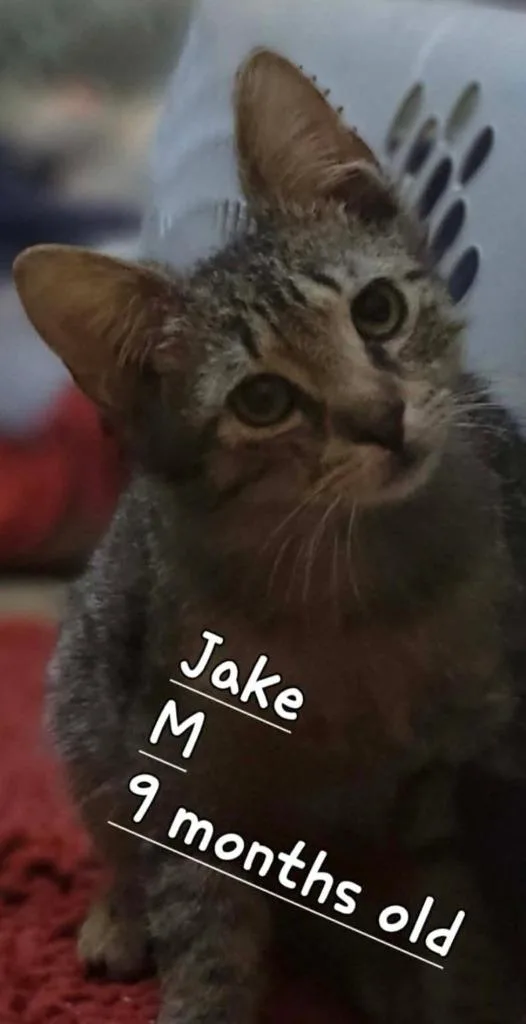 A young medium-sized male Domestic Short Hair cat named Jake for adoption in Darien, GA