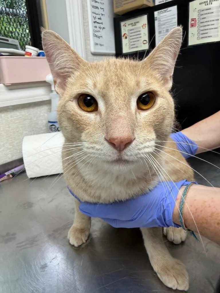 Tigger thumbnail 2