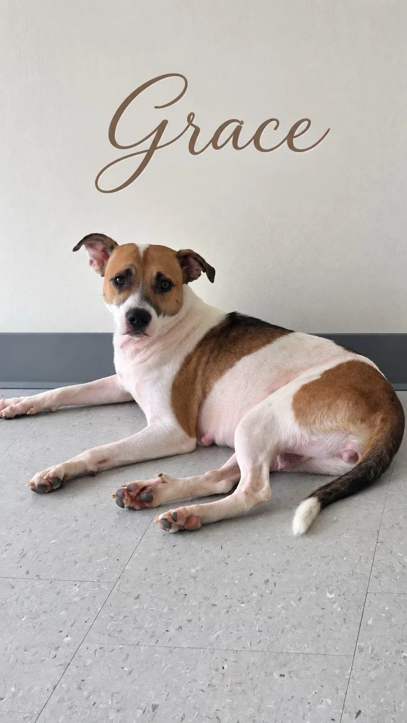 An adult medium-sized female White / Cream Pit Bull Terrier dog named Grace for adoption in church point, LA