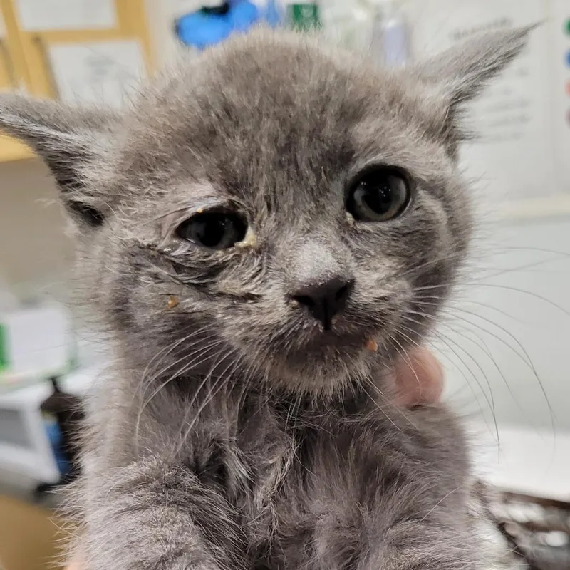 A baby small-sized female Gray / Blue / Silver Domestic Short Hair cat named Hedy for adoption in Los Angeles, CA