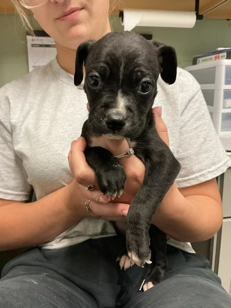 A baby small-sized male Pit Bull Terrier dog named Colt for adoption in Dyersburg, TN