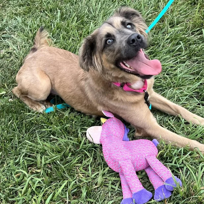 An adult medium-sized female Yellow / Tan / Blond / Fawn Mixed Breed dog named Samantha for adoption in Washington, PA