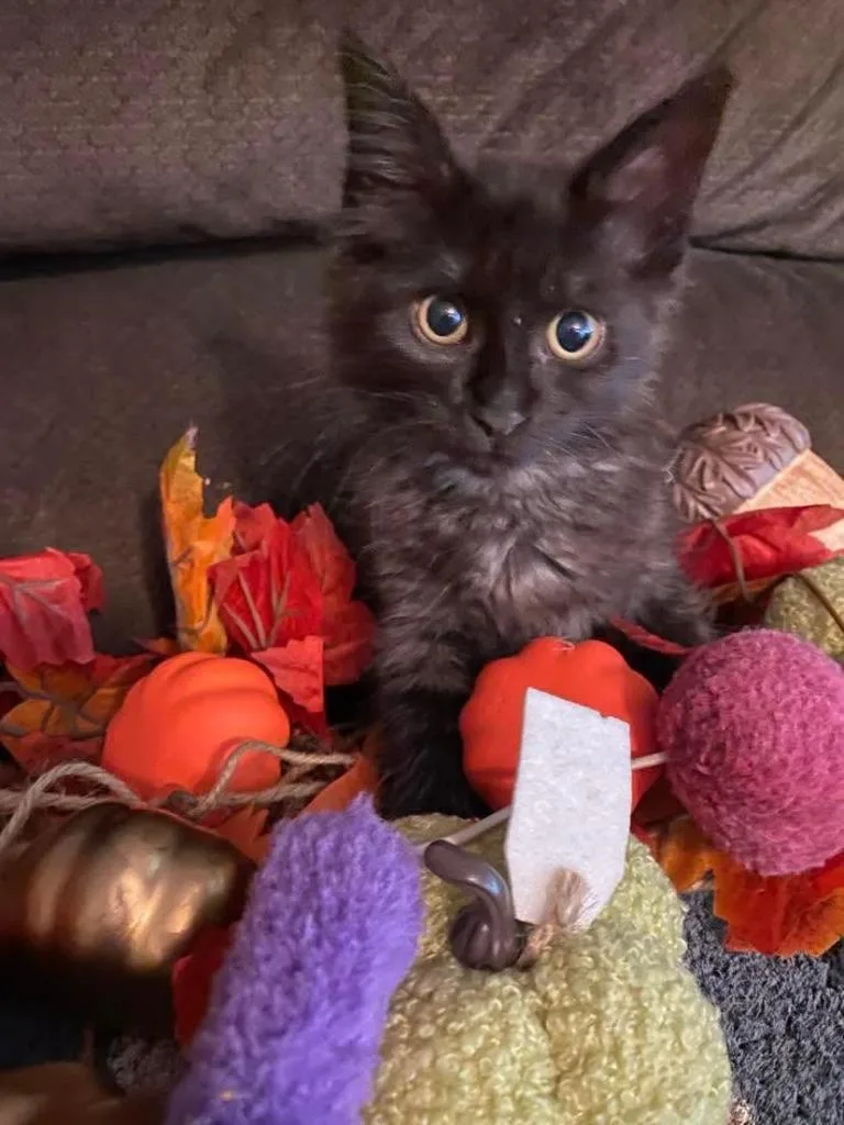A baby small-sized female Domestic Short Hair cat named Niblet for adoption in Effingham, IL