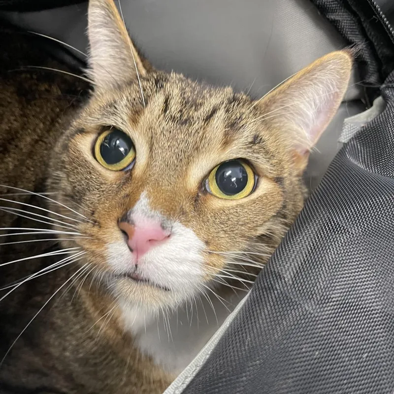 An adult large-sized male Brown / Chocolate Domestic Short Hair cat named Buddy for adoption in Clearwater, FL