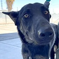 A young medium-sized male Black Shepherd dog named Ranger  URGENT for adoption in Thousand Oaks, CA