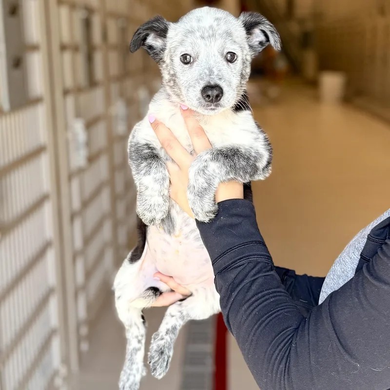 A baby medium-sized female Australian Cattle Dog / Blue Heeler dog named Alexis for adoption in Chicago, IL