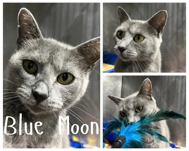 Blue Moon retired momma thumbnail 2