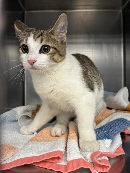 A baby small-sized female Domestic Short Hair cat named Ellie for adoption in Richmond, VA