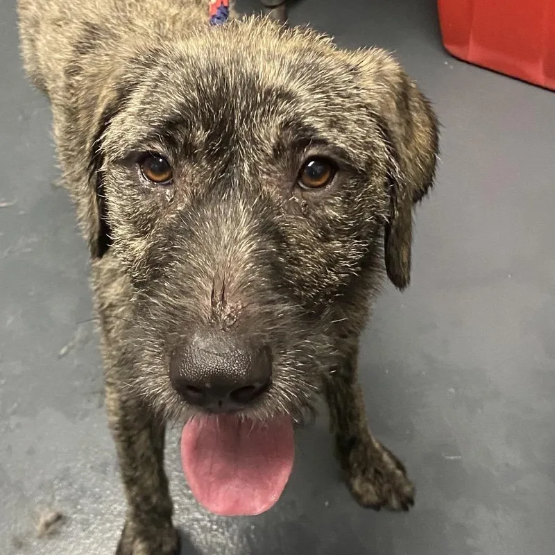 A young medium-sized female Brown / Chocolate Mixed Breed dog named Kyra for adoption in Allentown, PA