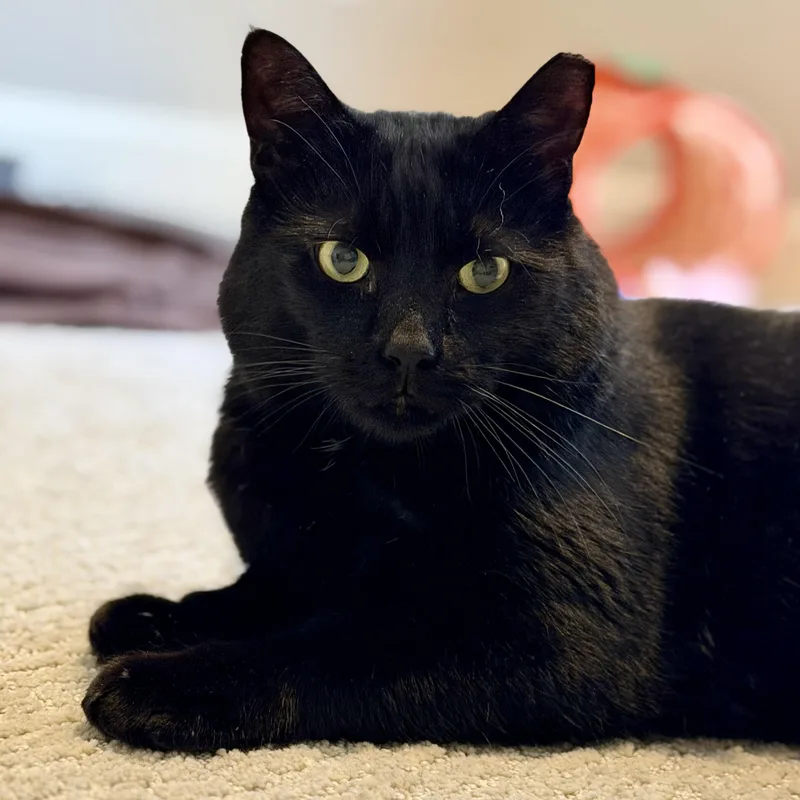 An adult large-sized male Black Domestic Short Hair cat named Binx for adoption in Sewell, NJ